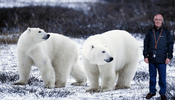 Keeping safe from the polar bears